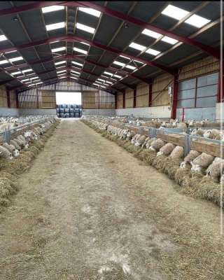 Silage Pushers 5